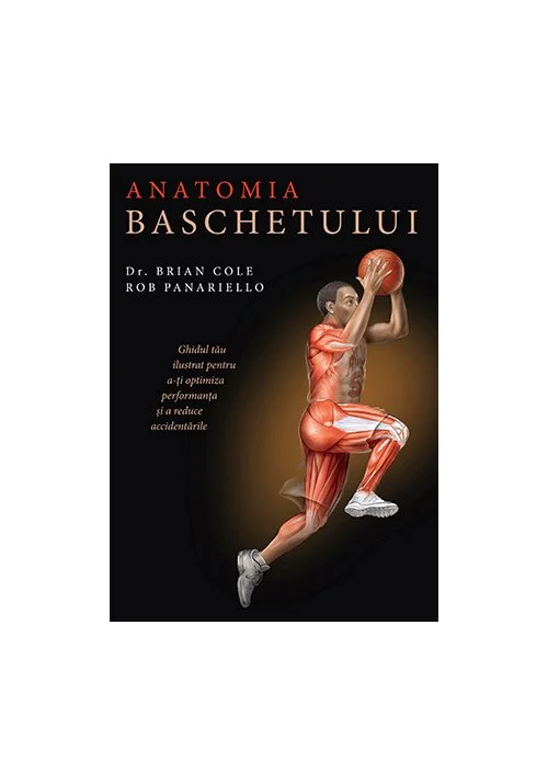 Anatomia baschetului