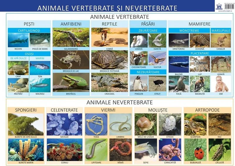 Animale vertebrate și nevertebrate - Planșă educativă - Paperback - Florica Alexandrescu - Didactica Publishing House