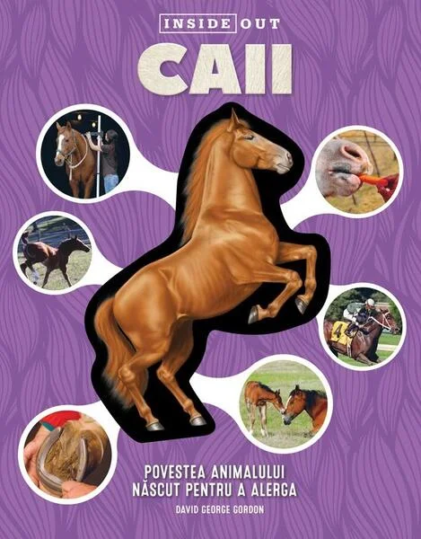 Caii - Paperback brosat - David George Gordon - Kreativ