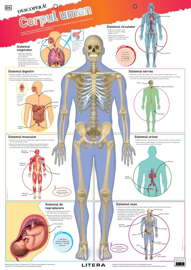 Descopera! Corpul uman (planse educationale)