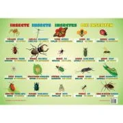 Insecte. Plansa educationala