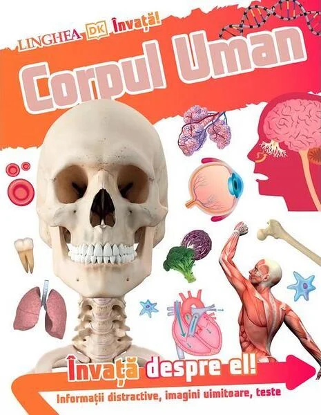 Învață! Corpul Uman - Paperback brosat - *** - Linghea