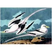 Puzzle 1000 piese + saculet, Pescarusi, Kiub