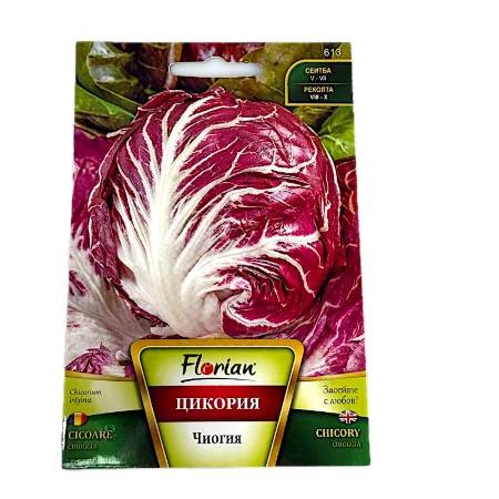 Seminte cicoare tip radacina Chioggia 3 gr, Florian Bulgaria